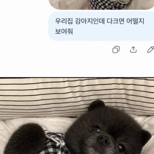 강아지 다크면 어떤 모습일까