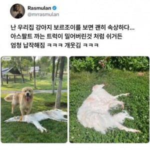 엄청 납작하게 누워버리는 강아지