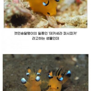 피카츄를 닮은 해양 생물