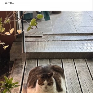 뚱뚱땡땡히 밝혀야만 하는 일입니다.의 내용을 보여주는 이미지