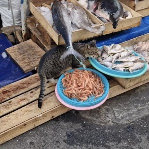 어느 수산시장 위생 근황