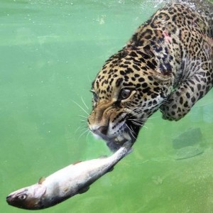 수속성 큰고양이