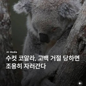 수컷 코알라가 암컷에게 차이면 하는 행동