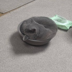 요즘 고양이집사들한테 바이럴되고있다는 아이템