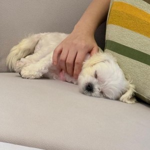 반려견이 자주 짖어서 이웃들에게 편지와 선물 돌렸더니