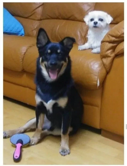 image.png 댕댕이 분양 사기 결말.jpg