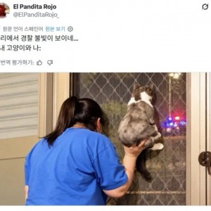 경찰차 구경하는 고양이와 집사