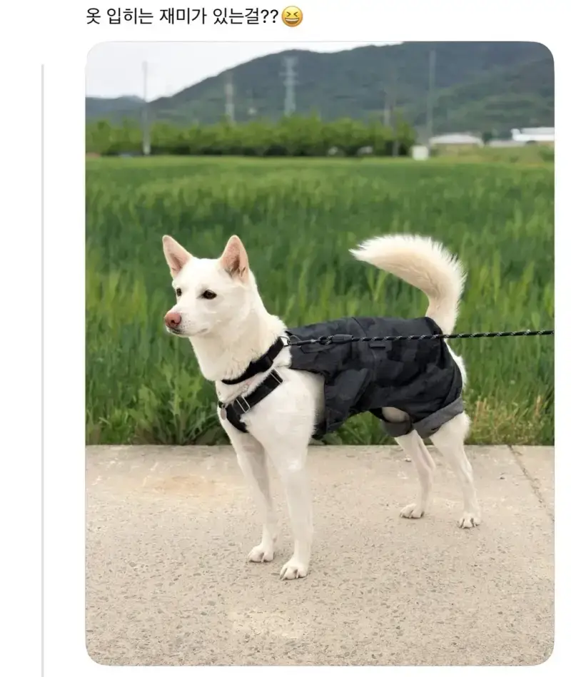 oIpsbd