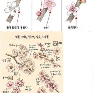 의외로 잘 모르는 벚꽃 매화 복숭아꽃 구별법