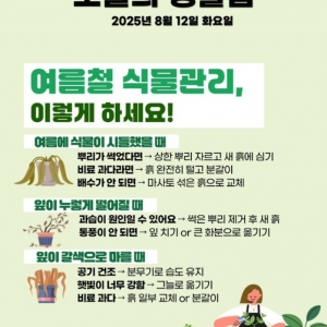여름철 식물관리 팁 | 인스티즈