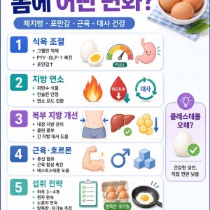 매일 계란 4개 먹으면 몸에 어떤 변화가 생길까? 포만감, 지방 대사, 근육 관리까지 정리