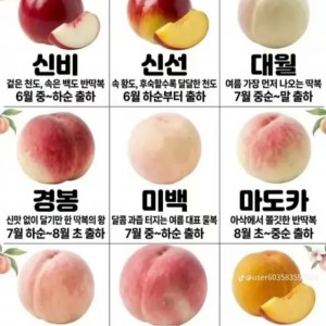 복숭아 종류별 특징